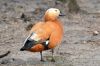 1canard_roux.jpg