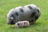 1cochon_petit.jpg