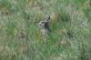 LAPIN.jpg