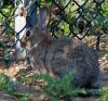 SPOTTERLAPIN.jpg